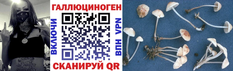 дарнет шоп  Железноводск  Галлюциногенные грибы GOLDEN TEACHER 